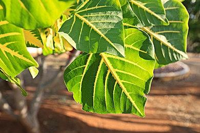 《百英雄传》新预告公开 明年4月23日发售